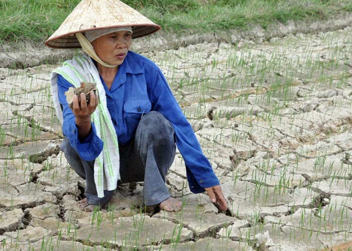 Bà Nguyễn Thị Lý (thôn Yên Bình, xã Quảng Yên, Quảng Xương) lo lắng bên cánh đồng khô khốc, nứt nẻ. Ảnh: Trần Hữu Dụng