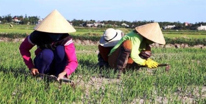 Hơn 800ha lúa HT thiếu nước nghiêm trọng