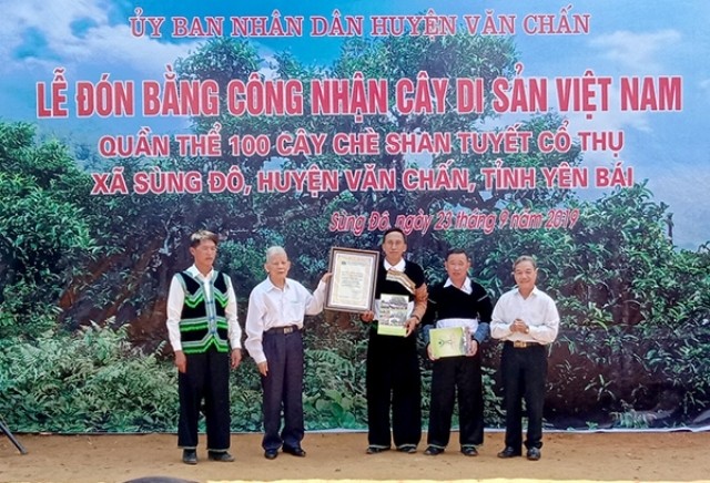 Hội Bảo vệ Thiên nhiên và Môi trường Việt Nam trao Bằng công nhận quần thể Cây Di sản Việt Nam chè Shan tuyết Giàng Pằng cho xã Sùng Đô, huyện Văn Chấn (Yên Bái). Ảnh: TTXVN phát