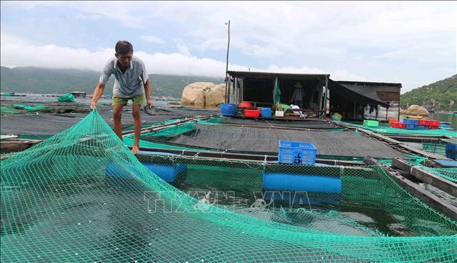 Một bè nuôi thuỷ sản trên vùng biển vịnh Vân Phong (xã Vạn Thạnh, huyện Vạn Ninh) được người dân kiểm tra, gia cố trước khi bão số 6 đổ bộ. Ảnh: Nguyễn Dũng/TTXVN