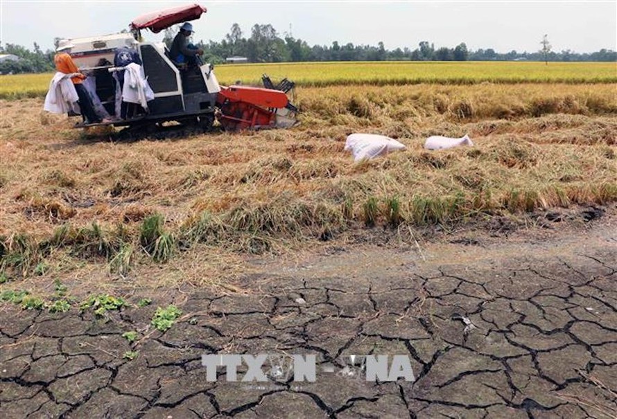 Dự báo trong 10 ngày tới tình trạng xâm mặn ở đồng bằng sông Cửu Long trở nên gay gắt hơn. Ảnh minh họa: Duy Khương/TTXVN.