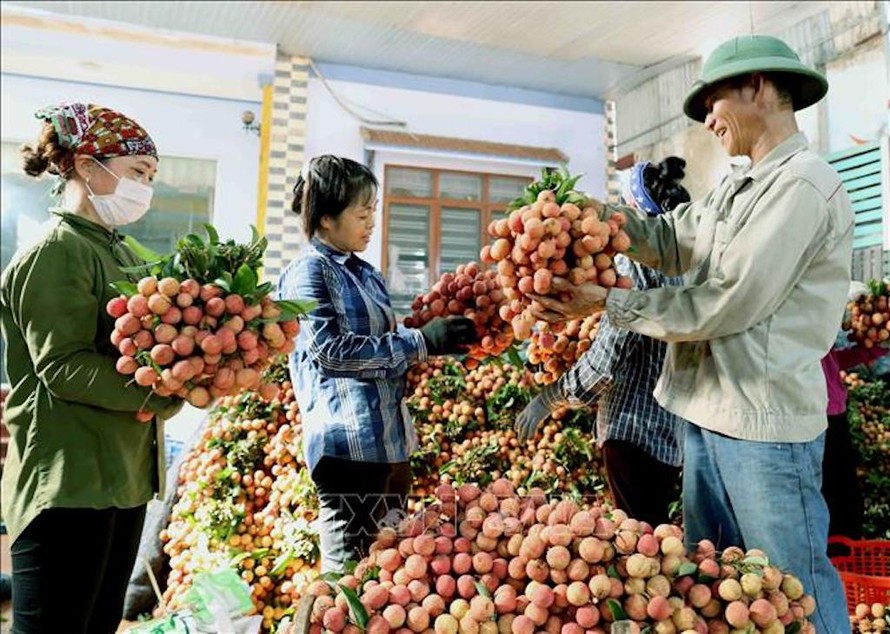 Cơ sở thu mua vải thiều Cương Hoài, xã Phượng Sơn, huyện Lục Ngạn thu mua quả vải tươi, phục vụ thị trường trong nước và xuất khẩu sang thị trường Trung Quốc. Ảnh: Vũ Sinh/TTXVN