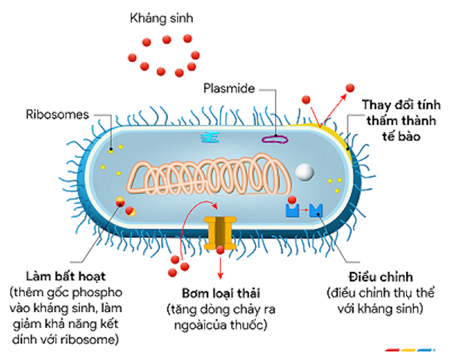 Cơ chế đề kháng kháng sinh.