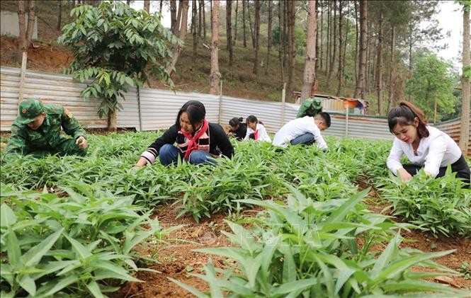 Cô trò Trường Phổ thông Dân tộc bán trú THCS Huổi Luông cùng các chiến sĩ thu hoạch rau xanh. 