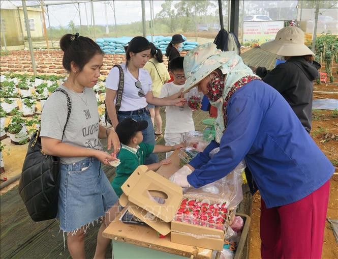 Sau khi tự tay hái các sản phẩm nông nghiệp công nghệ cao, du khách yên tâm hơn với các sản phẩm đảm bảo an toàn.