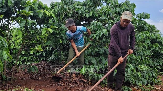 Người dân xã Glar, huyện Đak Đoa (Gia Lai) chăm sóc vườn cà phê gây quỹ. Ảnh: Hoài Nam