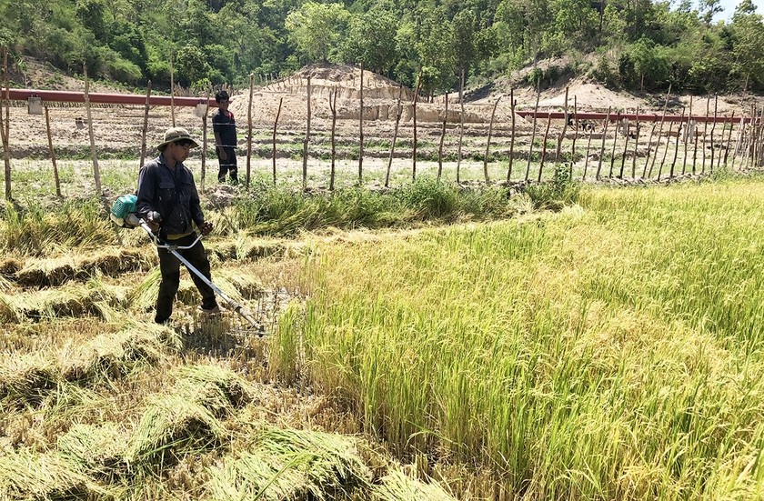 Vướng mắc trong thực hiện dự án 4 Chương trình mục tiêu quốc gia giảm nghèo