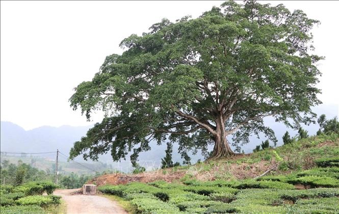 Cây đa hơn 500 tuổi như nhân chứng sống của bản làng ở xã Thèn Sin, huyện Tam Đường, tỉnh Lai Châu.