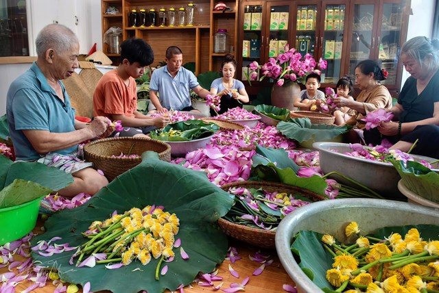 Nghề ướp trà sen Quảng An (Tây Hồ) trở thành Di sản Văn hóa phi vật thể quốc gia