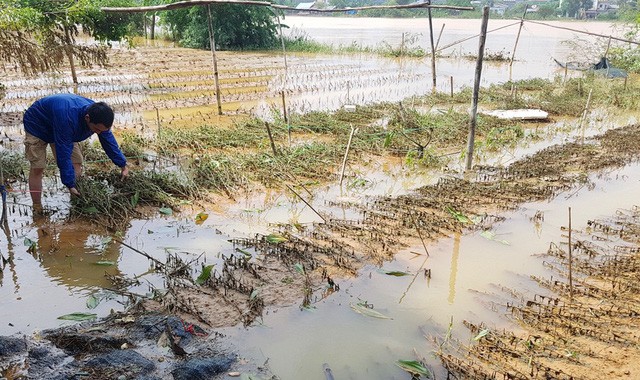 Bão Yagi: Nhiều diện tích lúa hè thu đã trổ bông tại các địa phương bị ngã đổ