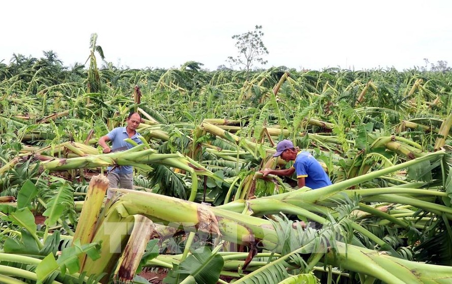 Bảo hiểm nông nghiệp chưa phát huy hiệu quả