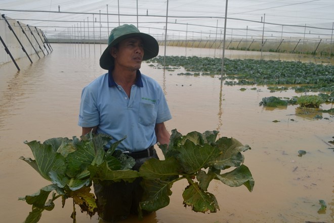 Ông Nguyễn Văn Doanh mếu máo trong vườn rau công nghệ cao chìm trong nước lũ. Ảnh: Thạch Thảo. 