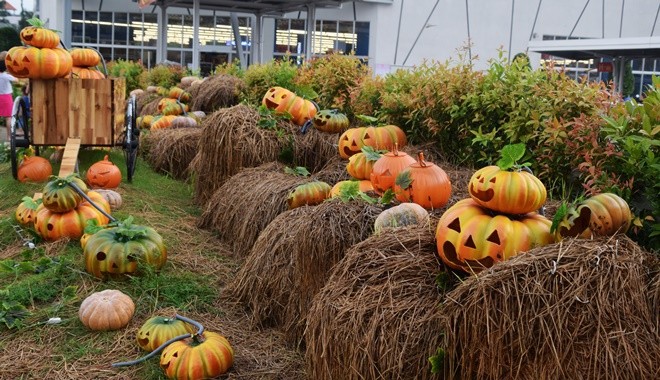 Vườn bí ngô hút khách dịp Halloween ở Sài Gòn