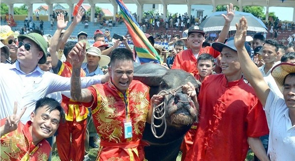 TP. Hải Phòng quyết định tạm dừng Lễ hội chọi trâu 2020 do dịch Covid-19 diễn biến phức tạp - Ảnh: Báo Văn hóa