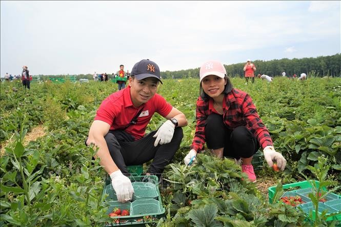 Anh Nguyễn Hoàng Linh, Phó chủ tịch BCH Công đoàn Đại sứ quán Việt Nam tại LB Nga trên cánh đồng.