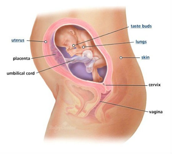 Thai nhi 6 tháng tuổi: Những chiếc răng sữa đầu tiên xuất hiện