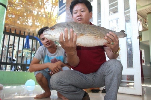 Cá lạ 'xuất hiện', nghi cá sủ vàng tiền tỷ