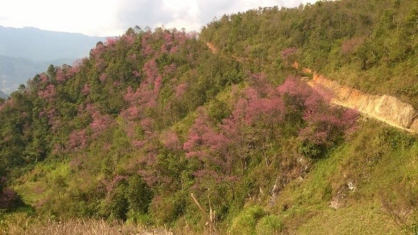  Rực rỡ mùa hoa Tớ Dày trên thung lũng La Pán Tẩn