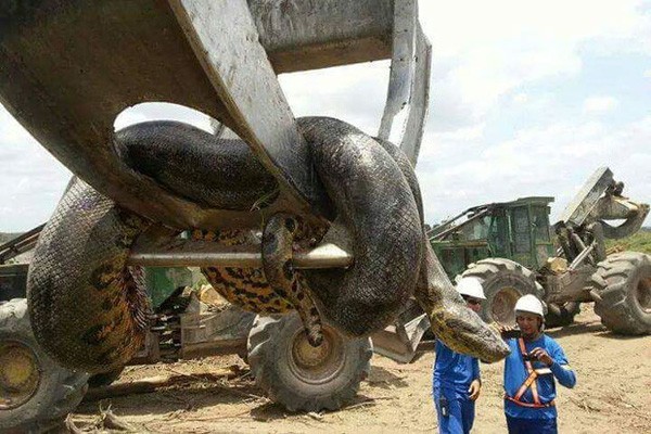 Con trăn lớn nhất hành tinh được phát hiện ở Brazil