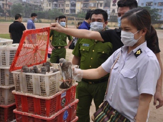 Hà Nội: Thu giữ hàng loạt chim bồ câu và bột gia vị bẩn từ TQ