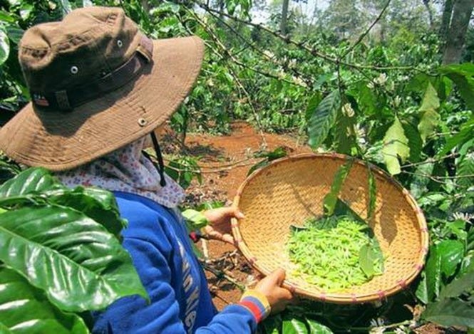 Mùa săn sâu muồng ở cực Bắc Tây Nguyên