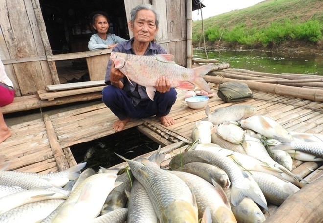 'Vụ cá chết ở sông Bưởi tuy nhỏ nhưng... nghiêm trọng' 