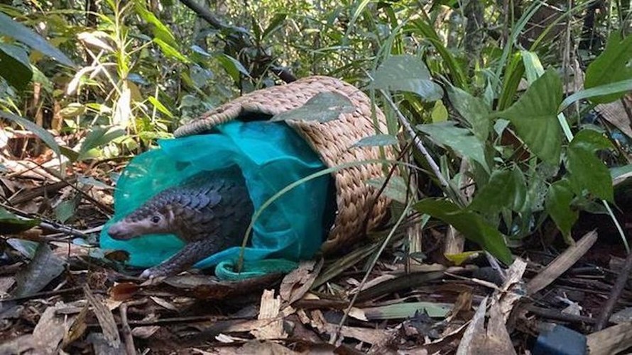 Tê tê Java (Manis Javanica) được xếp vào danh sách cực kỳ nguy cấp. 