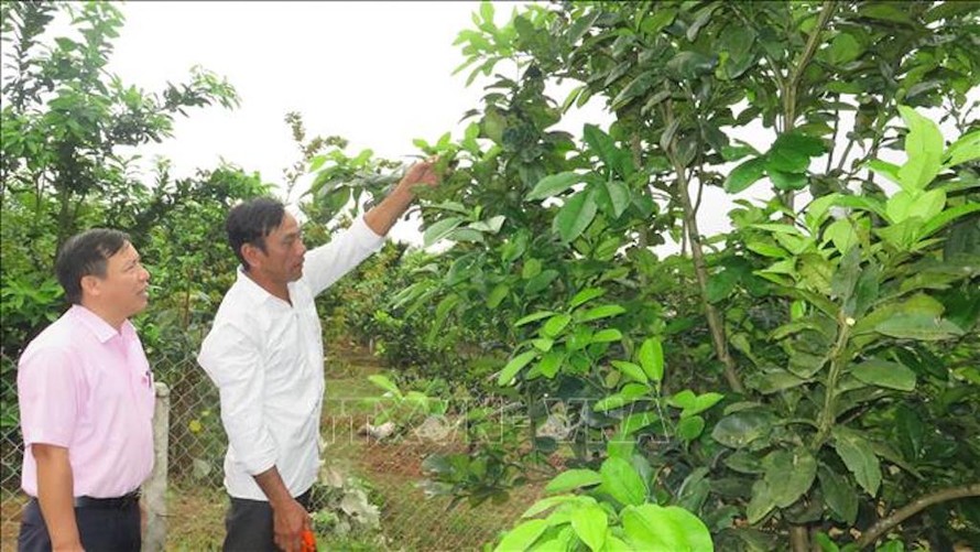 Nhờ nguồn vốn chính sách nhiều hộ dân tại xã Lộc Hòa, huyện Phú Lộc đã vươn lên làm giàu trên mảnh đất quê hương. 