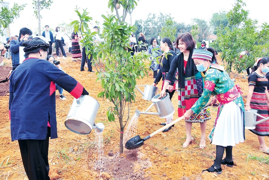 Tết trồng cây được hưởng ứng mạnh mẽ ở nhiều địa phương