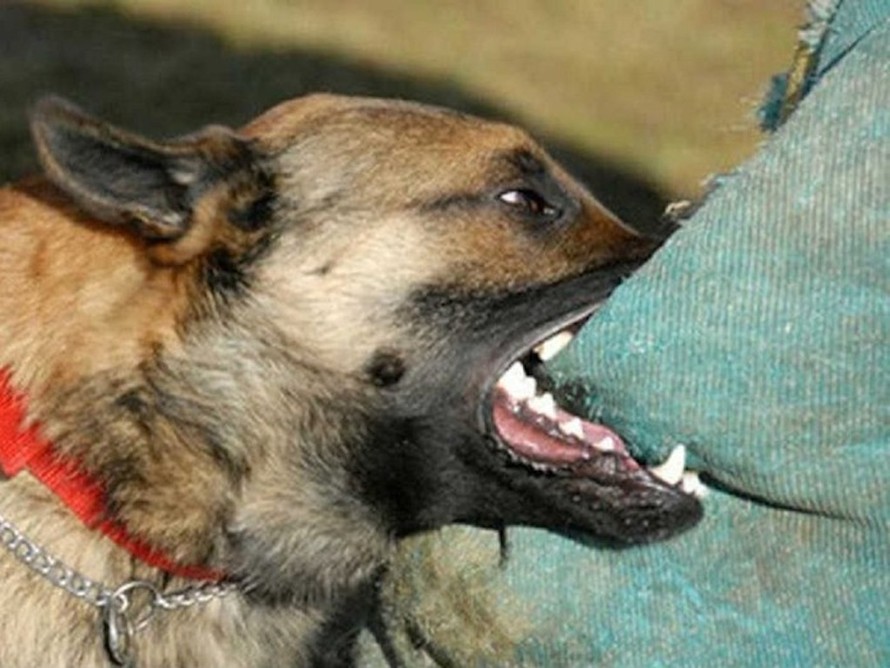 Trước diễn biến phức tạp của bệnh dại trên người và động vật, UBND tỉnh Thái Bình nêu cao trách nhiệm của người đứng đầu trong công tác lãnh đạo, chỉ đạo triển khai thực hiện nhiệm vụ. (Ảnh minh hoạ)