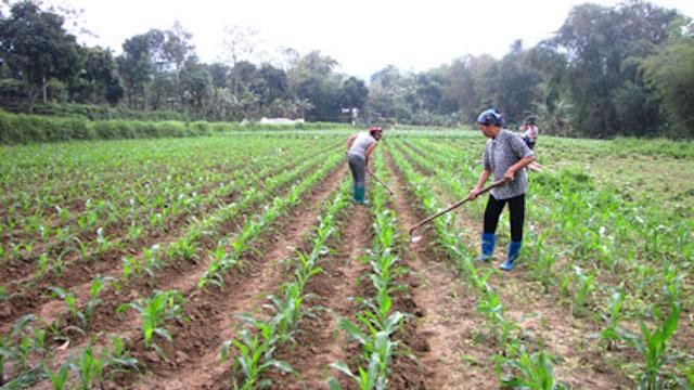 Rét đậm, rét hại có khả năng ảnh hưởng đến sản xuất vụ Xuân năm 2021. (Ảnh: Kinh tế & Đô thị)