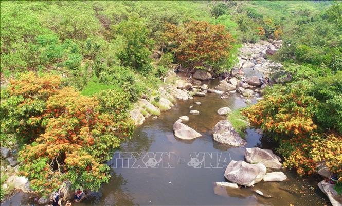 Hàng cây trang rừng mọc hai bên bờ suối Tà Má. (Ảnh: TTXVN)