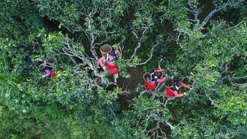 Vùng nguyên liệu chè shan tuyết Tà Xùa – quần thể chè di sản Việt Nam nằm ở độ cao gần 2000 m so với mực nước biển, khí hậu lạnh, địa hình dốc, đất xen đá rất giống với điều kiện tự nhiên cây chè Đại hồng bào sinh trưởng