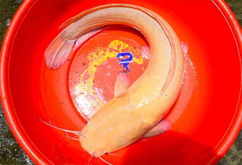 Cá trê "khủng" màu vàng rực được anh Hoàng Em câu bốn hôm trước. Ảnh: Hồng Duy.