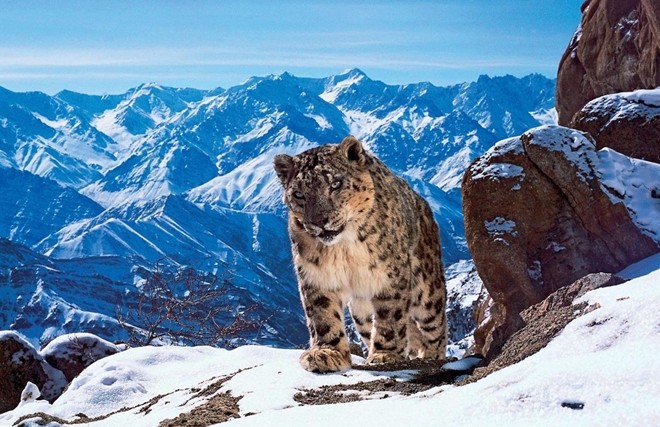 Nguy cơ tuyệt chủng từ biến đổi khí hậu