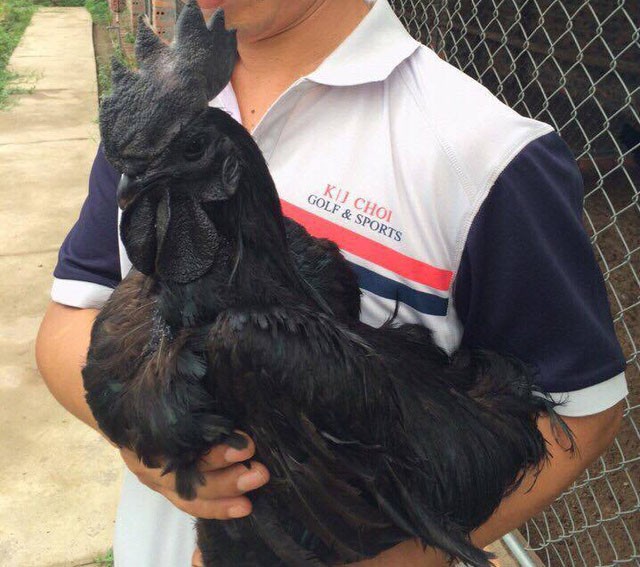 Khách hàng người Nhật do quá thích nên đã đổi 1 giống gà quý khác của Nhật