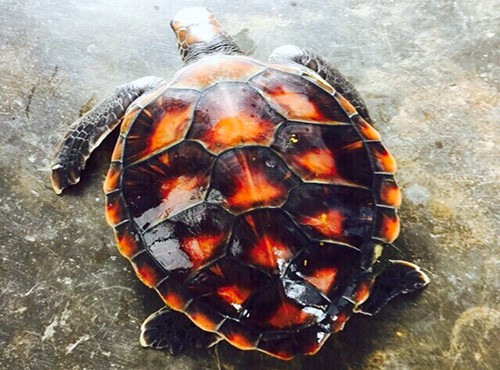 Con vích quý hiếm nặng hơn 4 kg vừa được thả về biển. 