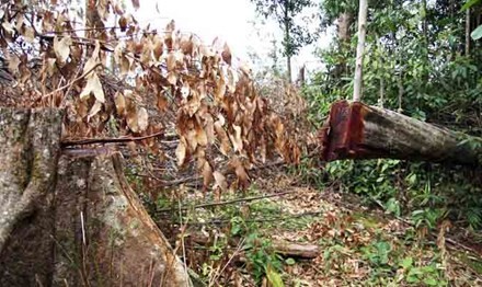 Nhiều cây có đường kính lớn bị cưa hạ.