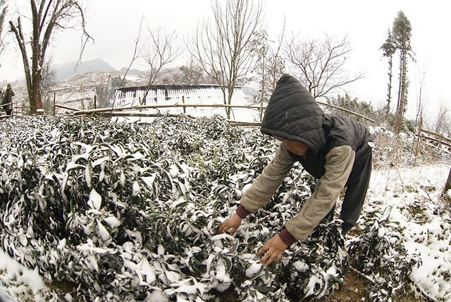 Bắc Bộ và Bắc Trung Bộ tiếp tục rét đậm, vùng núi cao có băng giá