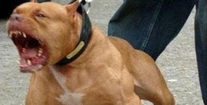 Hà Nội: Người dân bị chó pitbull lao vào tấn công, lôi sát hồ nước