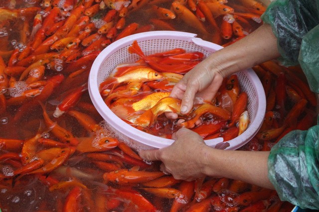 Thời tiết thuận lợi, giá cá chép không có nhiều biến động