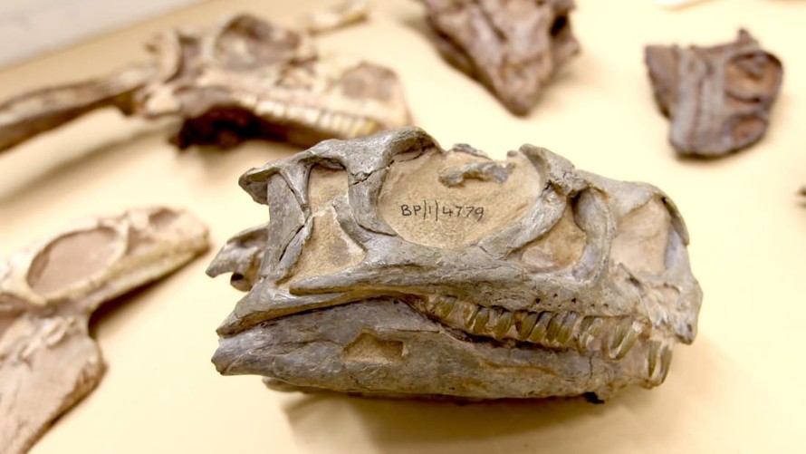 Phát hiện loài khủng long mới tại Nam Phi