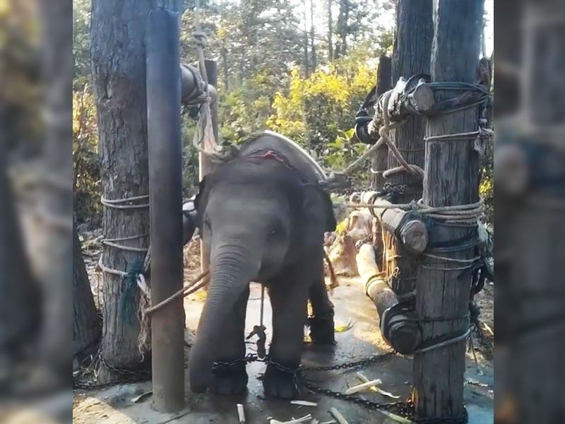 Xót xa trước hình ảnh voi con bị thuần hóa