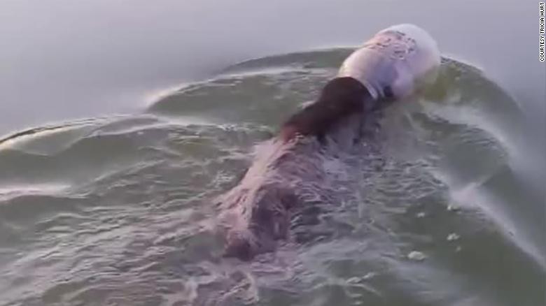 Giải cứu gấu bị kẹt đầu trong thùng nhựa