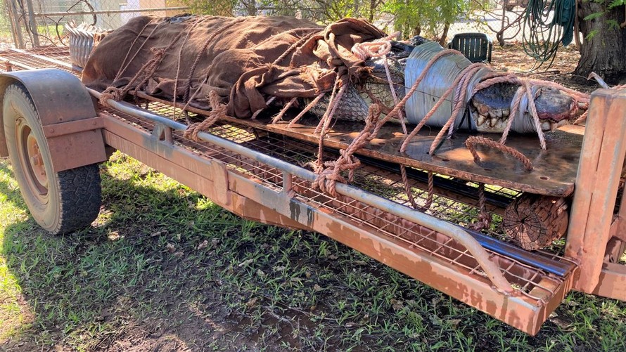 Phát hiện cá sấu dài hơn 4 m tại Úc