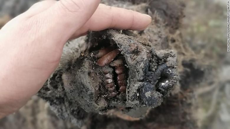 Phát hiện xác gấu hang động hơn 20.000 năm tuổi