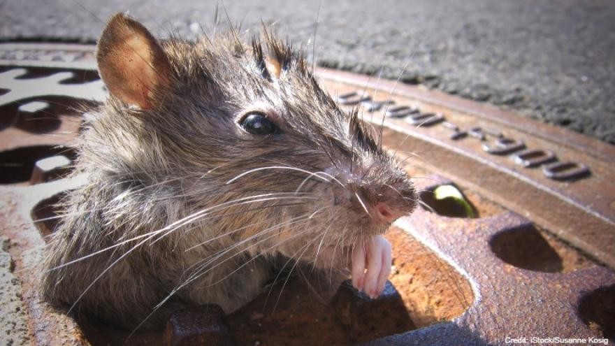 Thành phố có nhiều chuột nhất nước Mỹ