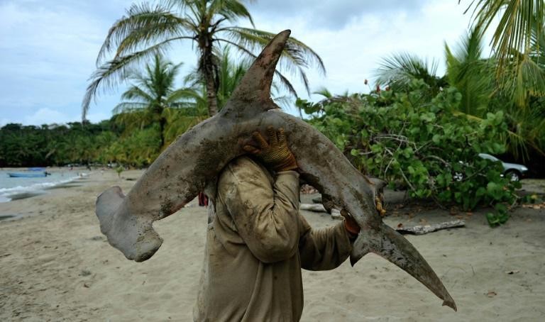 Săn bắt cá mập quá mức để lại 'lỗ hổng' cho hệ sinh thái đại dương