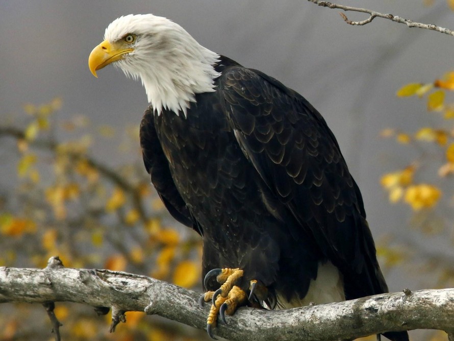 Cúm gia cầm đe dọa quốc điểu của Mỹ