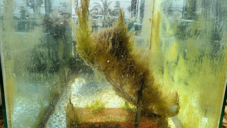 Nhựa làm từ tảo có thể phân hủy hoàn toàn